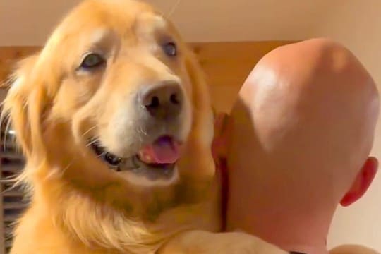 スキンヘッドのパパに抱っこしてもらう大型犬→ママが『頭を舐めてみて』と言うと…思わず笑う行動が15万再生「忠実なのかw」「息ぴったり」