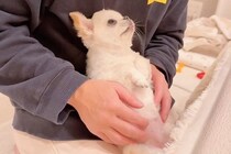 パパの膝の上にいるチワワ→話しかけてみると…上目遣いで見せた『悶絶級のお返事』が尊いと181万再生「舌チロ可愛すぎ…」「会話できてる」