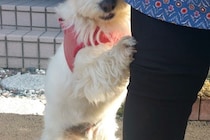 わかりやすく『人見知り』をする犬→まるで『人間の子どものような仕草』に2万いいね「チョッパーかな？ｗ」「可愛すぎる」隠された切ない理由も