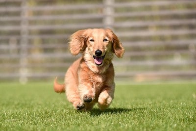 芝生の上を楽しそうに走るミニチュアダックスフンド