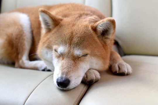 犬の『死亡原因』で最も多いのは?健康寿命を延ばすためにできることまで