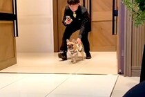 『どこいくねーんｗ』犬が結婚式でリングドッグをした結果→式場が笑いに包まれた『まさかのハプニング』に絶賛「最高ｗｗ」「我が道行ってて草」