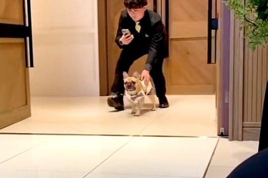 『どこいくねーんｗ』犬が結婚式でリングドッグをした結果→式場が笑いに包まれた『まさかのハプニング』に絶賛「最高ｗｗ」「我が道行ってて草」