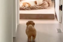 実家からやってきた犬が気になる『赤ちゃん犬』→警戒されてしまい…思わず守りたくなる行動が83万再生「怒り方も超絶可愛い」「キュンとした」