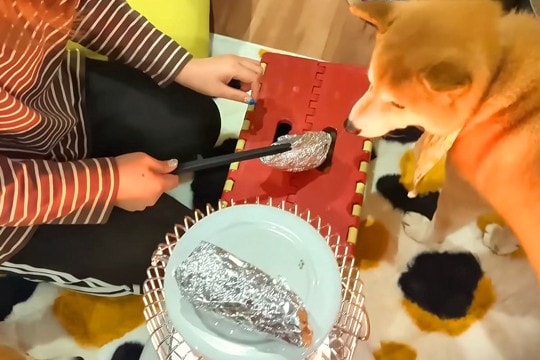 ストーブで芋を焼いていたら『犬2匹と猫』も集まってきて…平和すぎる『焼き芋パーティー』が21万再生「団欒で羨ましい」「お目目キラキラ」