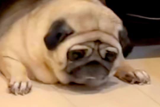 仕事中、友人からLINE→預けた愛犬が送られてきたので確認した結果⋯『まさかの状況』が382万再生「絶望の表情ｗｗ」「私も預かりたい」