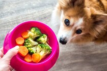犬の免疫力を高める『食材』５選　意外と知らない食べ物の種類や与え方の注意点まで