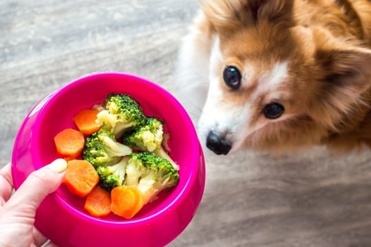 犬の免疫力を高める『食材』5選 意外と知らない食べ物の種類や与え方の注意点まで