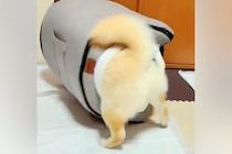 犬用ハウスが『サイズ違いで届いた』結果→犬が無理やり入ろうとして…思わず吹き出す『まさかの結末』に反響「ハウスごとｗｗ」「めちゃ笑った」