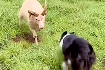 群れから離れ、攻撃的になっている羊→牧羊犬と激突して…人間顔負けな『勇敢すぎる様子』が18万再生「すごい…」「武道みたい」と称賛の声も