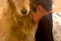 息子を『大きな声で叱ってしまった』結果→大型犬に助けを求めて…母親に見せた『激怒の表情』が895万再生「息子を守る顔…」「涙が出てきた」