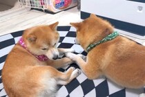 ヒーターの前を弟に取られたお兄ちゃん犬→特等席を巡った『愉快な争い』が可愛いと11万再生「パンチ炸裂してて草」「爆笑しちゃったｗ」と絶賛