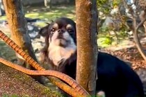 庭で遊んでいる犬が『2日ぶりのお姉ちゃんの帰宅』に気付いた瞬間…喜びに溢れた『熱烈歓迎』が14万再生「可愛すぎ悶えた」「シッポブンブン」