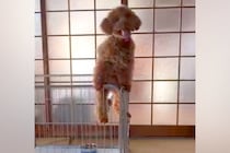 絶対にケージから脱走する犬→1万円の高い柵、屋根まで作成した結果…まさかの結末が174万再生「吹いたｗｗ」「なんて可愛い攻防戦なの」
