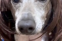 Amazonで『犬用のカツラ』を購入→被せてみた結果…「研ナオコｗｗ」「国語の先生にいそうで草」思っていたのと違う光景が117万再生