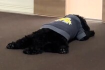 久しぶりに再会した『犬とお兄ちゃん』→トイレに行っただけなのに…ドアの前で見せた『悲壮感が溢れている光景』に反響「羨ましい」「可愛すぎ」