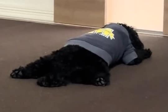 久しぶりに再会した『犬とお兄ちゃん』→トイレに行っただけなのに…ドアの前で見せた『悲壮感が溢れている光景』に反響「羨ましい」「可愛すぎ」