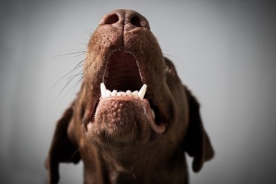 吠えている犬の口元アップ