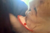 朝、起きる時間になると『犬』がやってきて…『寝坊は絶対に許さない』まさかの光景に5万3000いいね「表情も最高ｗ」「目覚まし要らず」