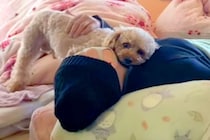 入院していたママが帰ってきたら、犬たちが『おかえり』と出迎えて…涙が止まらない『生きた証』が64万再生「本当の幸せが詰まってる…」と感動