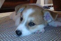 20年前、ゴミ箱に捨てられていた子犬を発見→保護後『たっぷりの愛情』を注いだ結果…奇跡的な『現在の光景』に称賛の声「天使」「ありがとう」