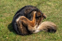 犬が『自分のおしりを舐める』理由3つ　放っておいて大丈夫？注意すべき状態まで