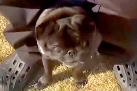 ドッグランにきた犬→周りのワンコたちに馴染めずに…まるで『小さな子どものような行動』に反響「安心な場所なんだね」「笑顔なの可愛い」