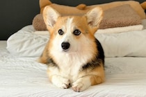 『同じ犬なんだけど…』遊んでいる時と普段の時を比べた結果→アニメキャラのような『変貌っぷり』に反響「ヒャッハー犬ｗｗ」「別の生き物で草」