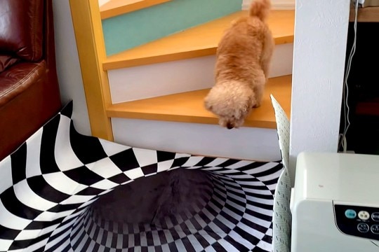 『犬はトリックアートに引っかかるのか?』を検証→階段の下に設置した結果…思っていたのと違う光景が91万再生「爆笑」「神リアクションで草」