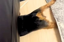 おしっこを失敗してしまった犬→思った以上にショックを受けて…とんでもない行動が232万再生「必死さが伝わるｗｗ」「平泳ぎしてて草」と爆笑