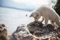 犬が散歩中『石を食べようとする』心理4つ　止めさせたい場合の適切なしつけ方法まで