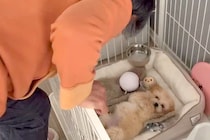 子犬を飼うことに『大反対』していた母親→押し切って飼った結果…予想と違った『まさかの現在』が146万再生「素敵なお母さま」「仕方ないｗ」