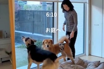 50代の独身女性が『2匹の元野犬』と一緒に過ごしたら…素敵すぎる『理想的な暮らし方』が21万再生「こんな生活に憧れる」「なんて幸せ」