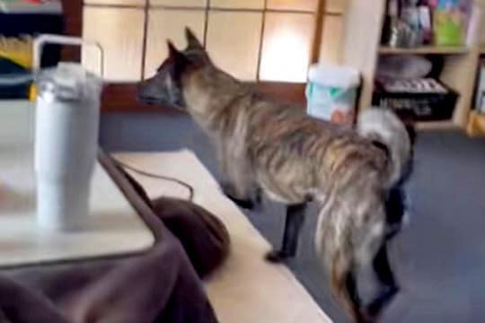 テレビに映っている犬が『外に逃げた』と勘違いしてしまった甲斐犬→あまりにも『純粋すぎる様子』が愛おしいと反響「優しい…」「なんて賢い」