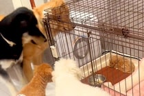 ケージで寝言をいう子犬→先輩犬たちが『どうしたんだろう』と集まって…尊さが大渋滞している光景が52万再生「優しい世界」「愛が溢れてる…」