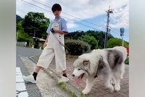 小学6年生の女の子が『40キロの大型犬』を散歩した結果→大人顔負けの『頼もしすぎる光景』が18万再生「ベストフレンド」「憧れます」と称賛