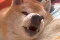 寝たきりのおじいちゃん犬→帰省した姉が『名前』を呼んだ結果…思わず涙が出る『表情の変化』が9万再生「ものすごく愛を感じる」「良い顔…」