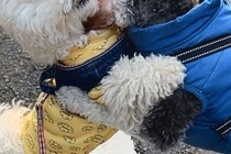 『親友のワンコ』に会えない日々が続いた犬→ニオイを辿って家を…『衝撃の展開』が106万表示「警察犬なれるｗ」「特定班で草」驚きと絶賛の声