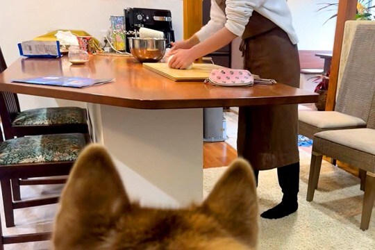 いつも優しい母が『パン生地を叩きつけた』結果→大型犬がビックリして…勘違いしてしまう光景が31万再生「ホラーで草」「ニコニコで怖いｗ」