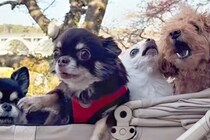 『写真を撮りたかっただけなのに…』4匹の犬をカートに入れて撮影しようとした結果→『情報量が多すぎる光景』が35万再生「渋滞してて草」