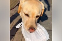 『わたしが持ってく！』おばあちゃんに"焼き立てのパン"を届ける大型犬→あまりに可愛い『配達員』になる光景が67万再生「泣けた」「お利口」