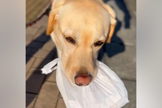 『わたしが持ってく！』おばあちゃんに"焼き立てのパン"を届ける大型犬→あまりに可愛い『配達員』になる光景が67万再生「泣けた」「お利口」
