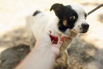 犬が『警戒している』ときの絶対NG行為6選　間違った行動が思わぬ事故を引き起こすことも…