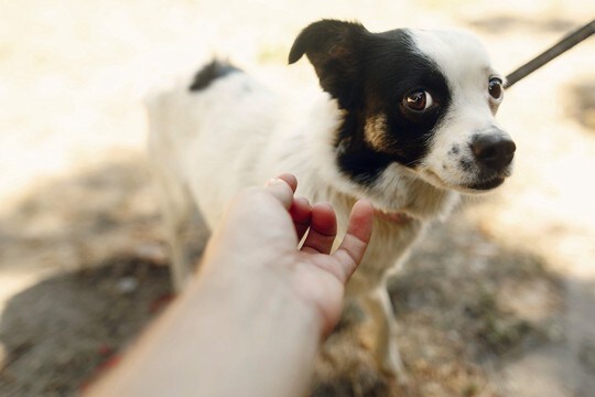 犬が『警戒している』ときの絶対NG行為6選　間違った行動が思わぬ事故を引き起こすことも…