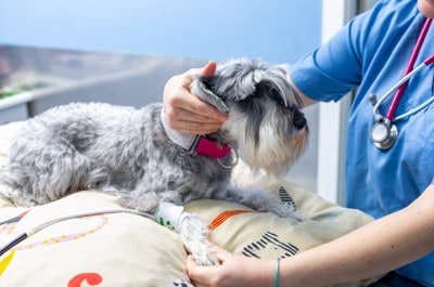獣医師に血圧を測定されている犬