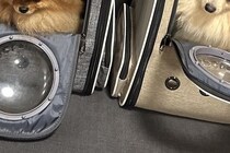 『動物病院』に連れて行かれた犬2匹→帰宅後…まさかの『静かなる抗議』に1万いいね「不信感MAXで可愛いｗ」「申し訳ないけど笑っちゃった」