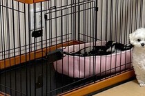 犬のハウスの扉を閉めたままにしていたら…『まるで小学生の時の私みたい』健気すぎる表情に3万いいね集まる「私も経験あるｗ」「例えがうまい」