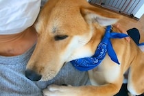 怖がりな保護犬と一緒に『ハンモック』に乗った結果…小さな子供のような『尊い反応』が16万再生「母性本能わしづかみｗ」「守ってあげたい」