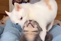 動物病院で『耳がキレイ』と褒められた2匹の犬→一度もお手入れしたことないのに…『まさかの理由』が53万表示「食べる勢いで笑った」の声も