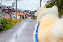 偶然、下校中の娘と出会った『2匹の秋田犬』→忠犬すぎる『家族愛を感じる光景』が14万再生「羨ましい…」「お座り最高」「みんなお利口さん」
